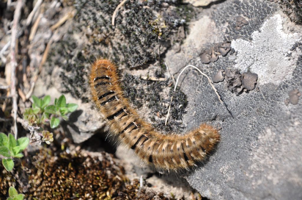 bruco di Lasiocampa quercus? S